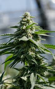 Pure Sunfarms - Queen Green - 28g