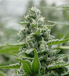 Pure Sunfarms - Big White - 28g