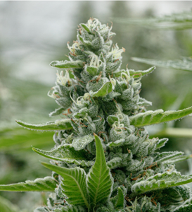 Pure Sunfarms - Big White - 28g